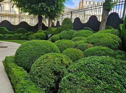 soin du buis à Brueil-en-Vexin près de Mantes-la-Jolie dans les Yvelines 78