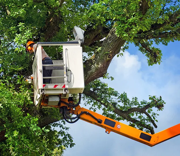 entreprise d'élagage à Brueil‑en‑Vexin près de Mantes-la-Jolie dans les Yvelines 78
